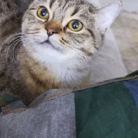 واگذاری گربه رایگان