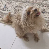 واگذاری سگ شیتزو