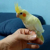 جوجه عروس دونخور  دستی