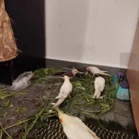 تعدادی عروس هلندی نرو ماده|پرنده|تبریز, |دیوار