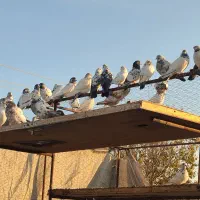 کفتر پرشتی|پرنده|فرخشهر, |دیوار