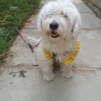 واگذاری پت خونگی