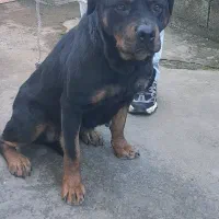 فروشی|سگ|لاهیجان, شهرک جانبازان|دیوار