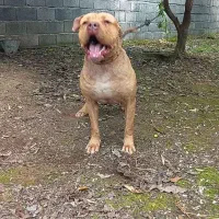 فروش پیتبول نر۲ساله