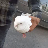 کفتر نژاد تزئینی