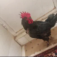 فروش خروس