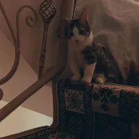 واگذاری گربه