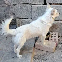 اشپیتز روباهی|سگ|کرمان, |دیوار