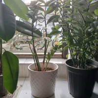 ۳ عدد گل آپارتمانی