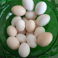تخم مرغ محلی