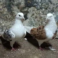 کبوتر پشت هما سروری و سفید کاکولی