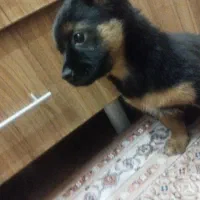 توله روتوایلر