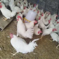 مرغ خروس برا قربانی
