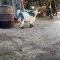 بزغاله تخمی|حیوانات مزرعه|اردل, |دیوار