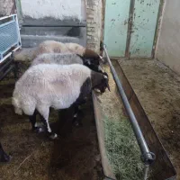 گوسفند زنده بره میش شیشک بزغاله