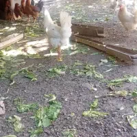 خروس فرفری و ساده