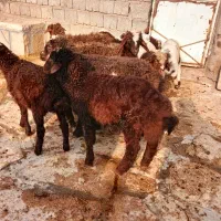 گوسفندبابره جوان وشیره دار|حیوانات مزرعه|سنندج, |دیوار