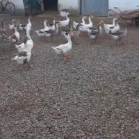 غاز نر|حیوانات مزرعه|کوچصفهان, |دیوار