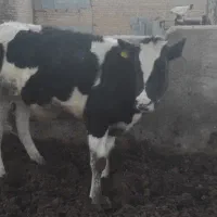 گوساله ماده|حیوانات مزرعه|مرودشت, محمد آباد|دیوار