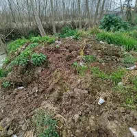 کود گاوی|گل و گیاه طبیعی|خشکبیجار, |دیوار