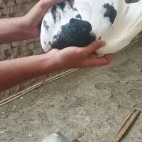 یک جفت سینه درجه یک