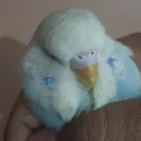 مرغ انگلیسی|پرنده|میانه, |دیوار