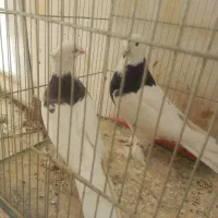 جفت نر و ماده کفتر طوقی مشکی پاپر