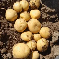 سیب زمینی سوپر لوکس موجود