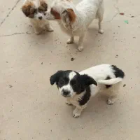 سگ پشمالو|سگ|مسجد سلیمان, |دیوار