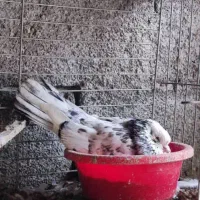 کبوتر شمرونی دولابی گرو|پرنده|خمینیشهر, |دیوار