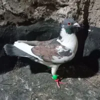 ستا کفتر صید