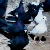 20 تا نر کلاغ کفتر سوراخ میپرونم میدم