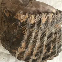 داشتن یک سنگ فسیل واقعی در خانه