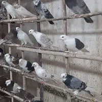 کبوتر پرشی گرو