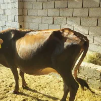 یک عدد گاو جرثه آوست شکم ۵ ماه