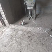 خرگوش|موش و خرگوش|فریمان, |دیوار