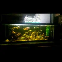 آکواریم. ماهی|ماهی|زاهدان, |دیوار