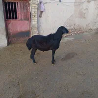 قوچ قزل افشار