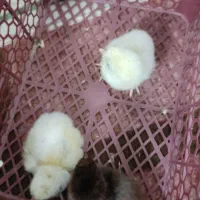 فروش جوجه دو روزه و یک هفته ای|حیوانات مزرعه|جهرم, |دیوار