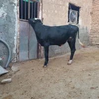 گاو نر