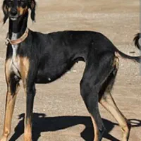 سگ دو رگه ژرمن و تازی شکاری|سگ|جیرفت, |دیوار