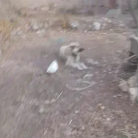 دوعدد سگ|سگ|خلخال, |دیوار