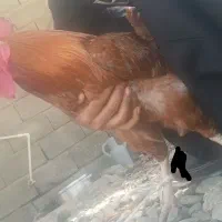 خروس