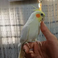 طوطی  نر|پرنده|اهواز, پادادشهر|دیوار