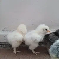 مرغ و خروس تخم و جوجه برهما|حیوانات مزرعه|قزوین, |دیوار