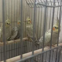 عروس هلندی