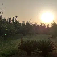 فروش دامداری (پرورش گوسفند)|فروش دفتر صنعتی، کشاورزی، تجاری|ساری, |دیوار