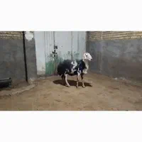 قوچ .میش .بزغاله