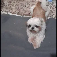 شیتزو سوپر فلت|سگ|تهران, شهرک غزالی|دیوار