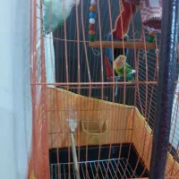 به دلیل مهاجرت